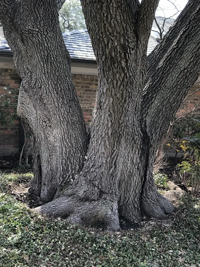 Mature heritage tree close to a Fayetteville property cared for by certified arborists